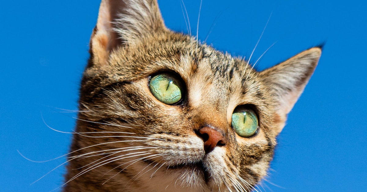 🐱 猫咪社团
