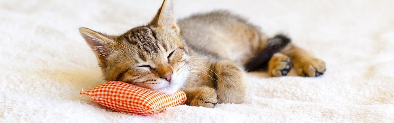 Отель для котов Cat's Villa