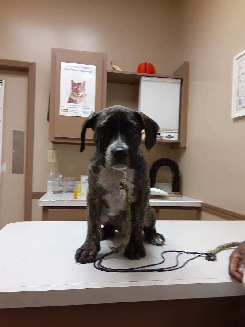 Carson Road Pet Clinic