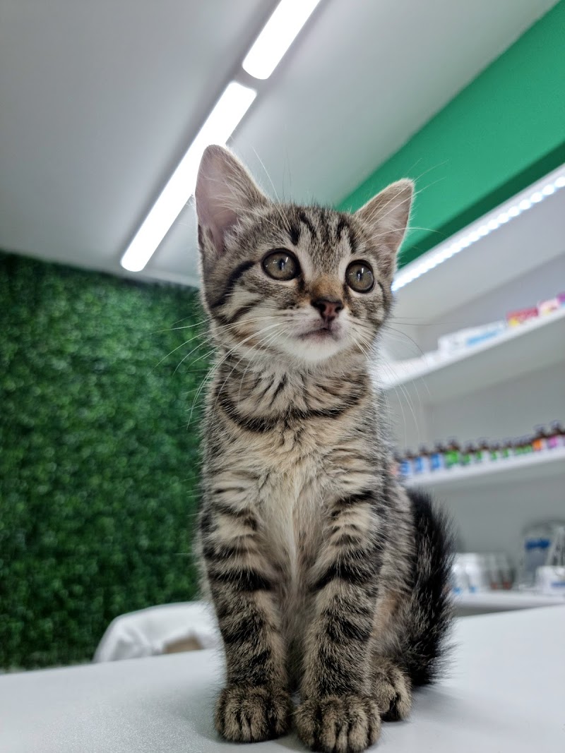 Dr.Alex
