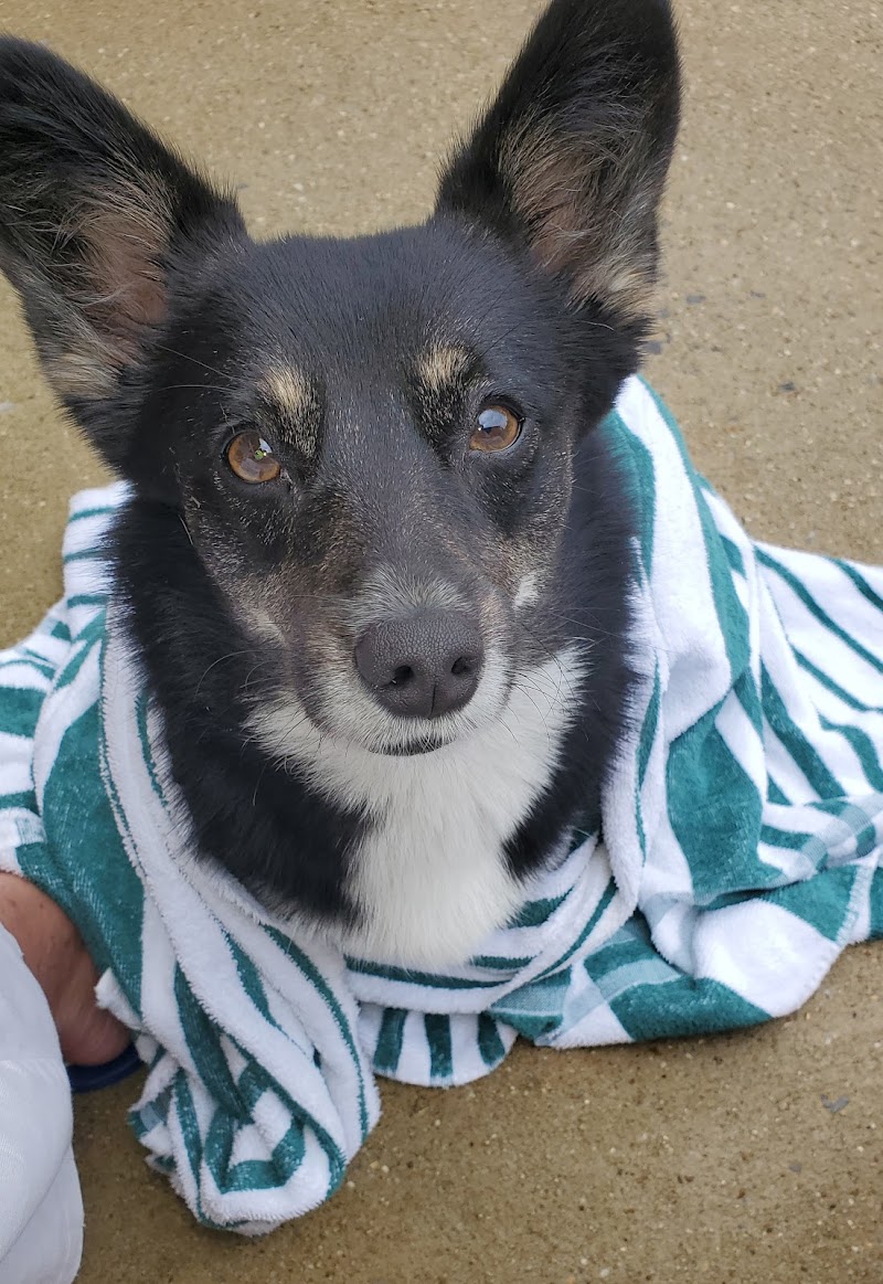 North Shelby County Animal Hospital