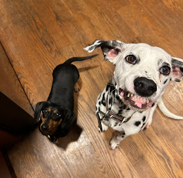 Boulevard Animal Hospital