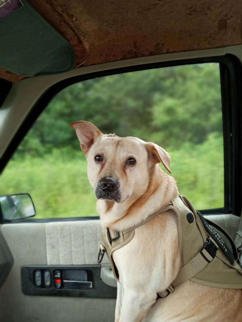 CS Veterinary Services