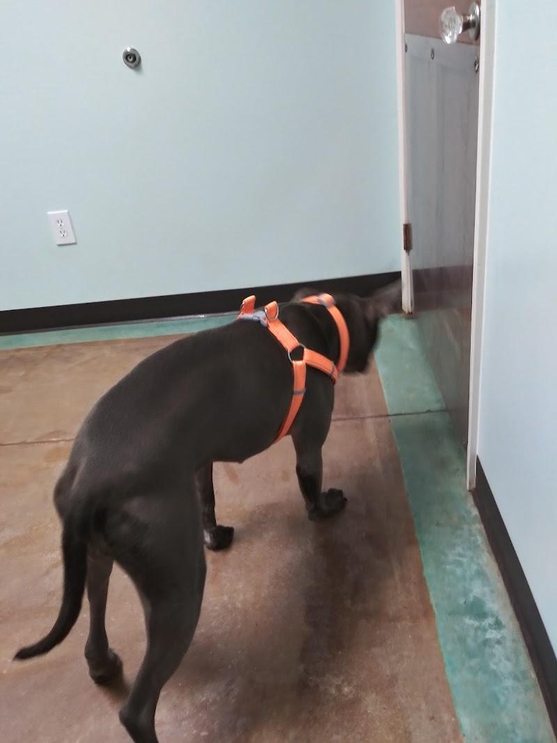 Auburn Veterinary Hospital