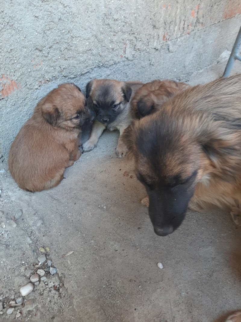 Animal Help S.R.L.