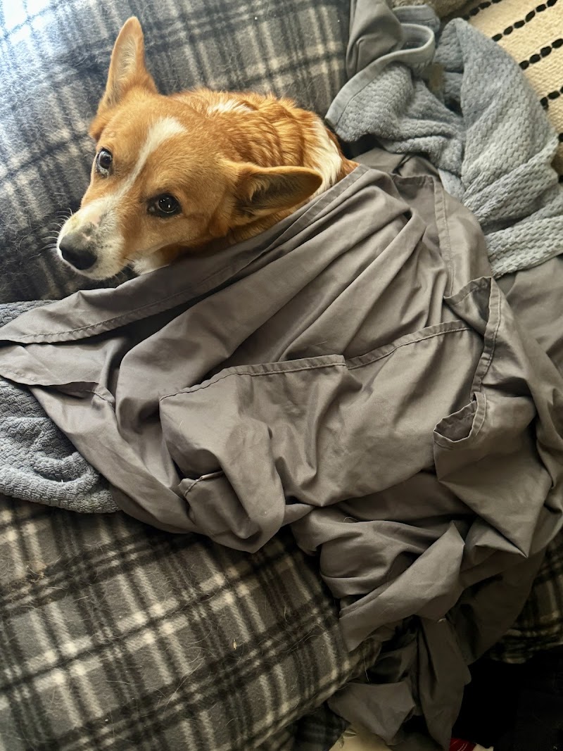Emergency Pet Care