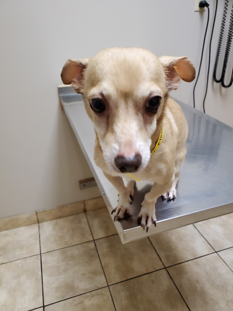 Trussville Main Street Animal Clinic