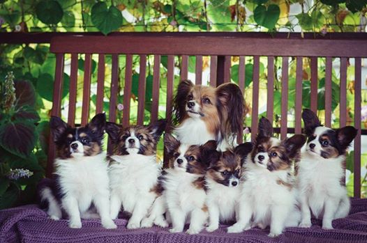 Питомник собак породы Папильон - "ATIYA ILHAAM" - kennel papillon